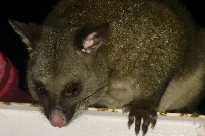 Cradle Mountain Wildlife Spotting After Dark