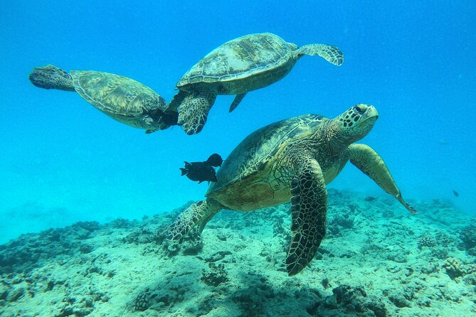DISCOVER Scuba Diving Experience in Honolulu - Guided Tour by PADI Professional
