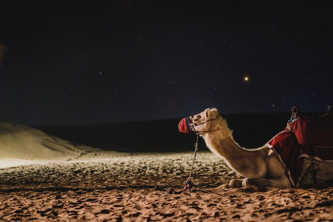 Doha : Night Desert Safari | Transit Safari | Camel Ride | Dune Bashing - Highlights of the Safari