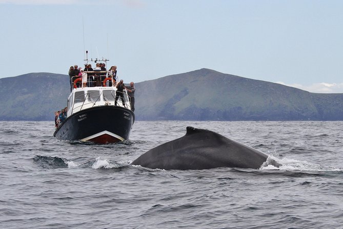 Dolphin and Whale Watching Tour From Dingle - Observing Whales, Dolphins, and Marine Life