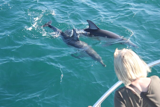 Dolphin Watching in Gibraltar With the Blue Boat Dolphin Safari - Whats Included in the Tour