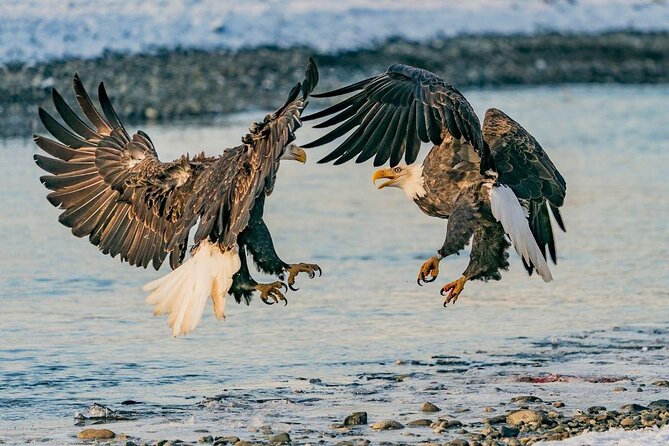 Eagle Preserve Float Trip in Haines - Additional Tour Details