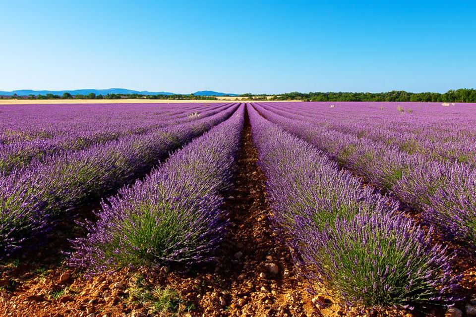 From Marseille: Lavender Full-Day Valensole - Highlights