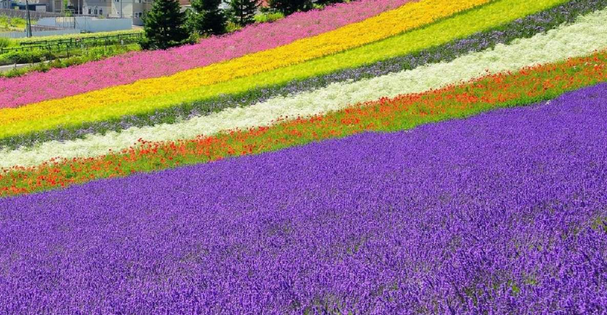 Hokkaido: Biei Blue Pond and Furano Flower Farm Day Trip - Shikisai-no-Oka Highlights