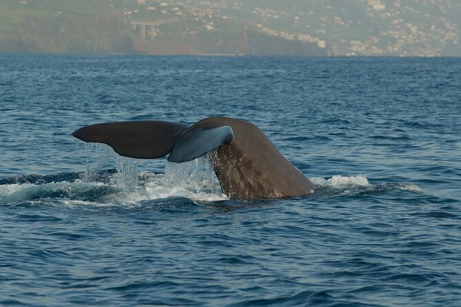 Madeira Dolphin & Whale Watching Tour - Madeiras Strategic Location