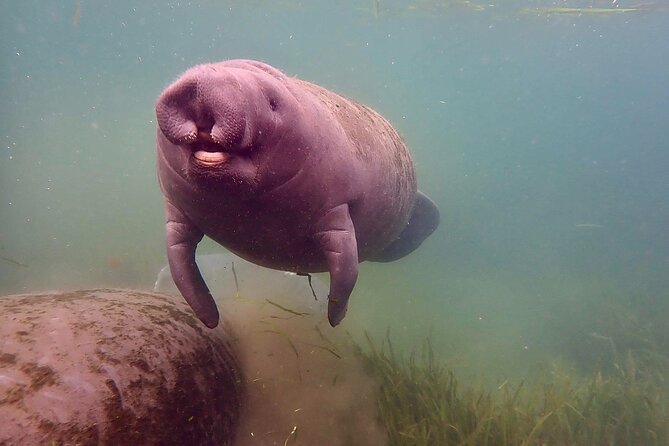 Manatee Snorkel Tour From American Pro Diving Center - Excluded From the Tour