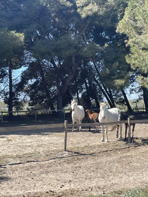Montpellier: Guided Half-Day Trip to a Camargue Manade - Meeting Point and Pickup
