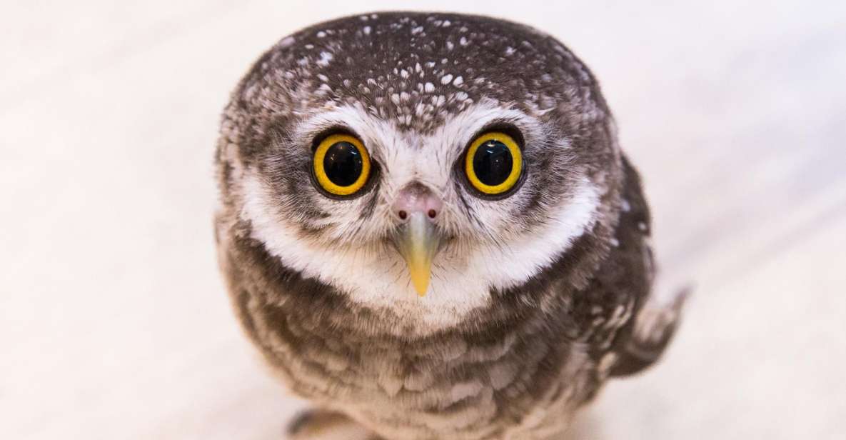 Owl Cafe Tokyo Akihabara Fukurou - Interaction With the Owls