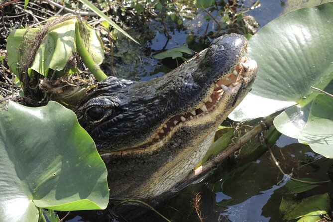 Private River Of Grass Everglades Airboat Adventure - Meeting Location