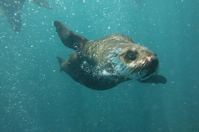 Seal Snorkeling Experience in Cape Town - Logistical Details