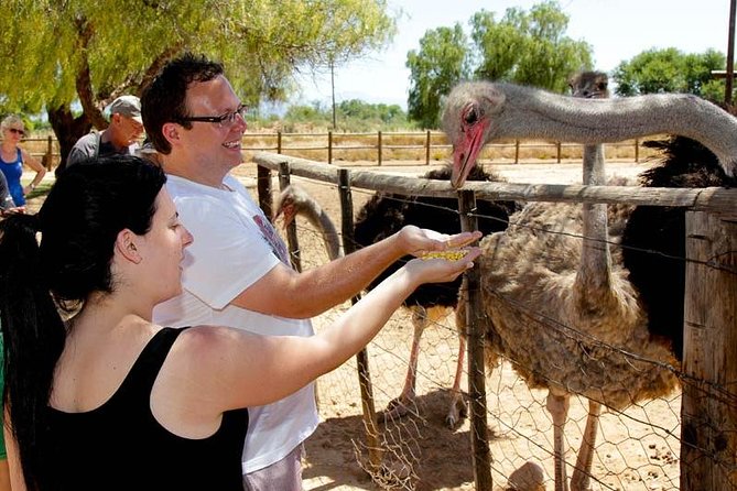 Skip the Line: Highgate Ostrich Farm Tour Ticket - Activities at the Farm