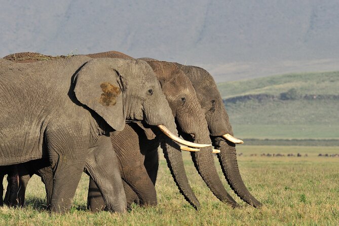 Take Me to Tarangire and Ngorongoro -3 Days - Visiting Tarangire National Park