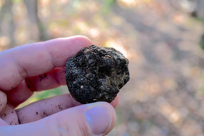 Truffle Hunting Experience With Lunch in San Miniato - Truffle Hunting Excursion