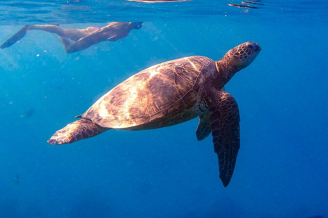 Turtle Canyon Snorkel From Waikiki (Semi Private Boat Tour) - Whats Included