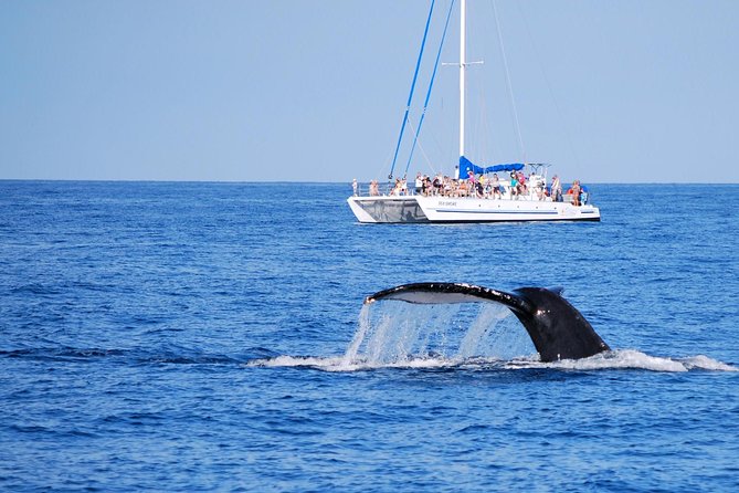 Wake Up With the Whales Cruise - Onboard Catamaran and Amenities