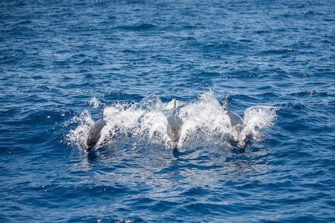 Whale and Dolphin Watching Yacht Trip in Puerto Colon - Meeting Point and Pickup
