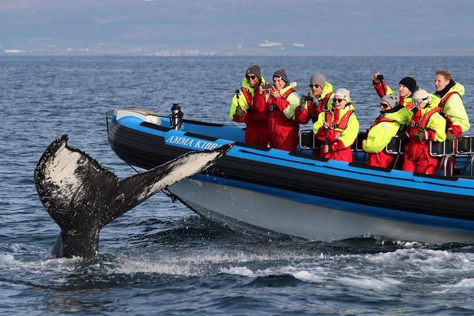 Whale Safari and Puffins RIB Boat Tour From Húsavík - Professional Guide and Commentary