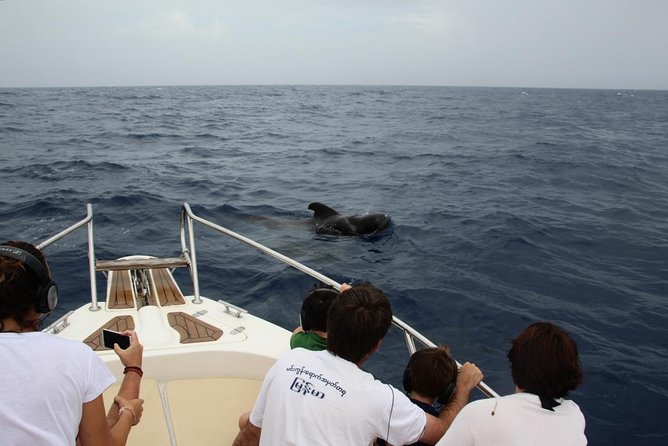 Whale Watching in Tenerife - Conservation and Marine Life Education