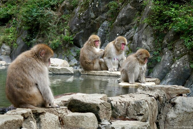 1-Day Private Snow Monkey ZenkoJi Temple & SakeTasting NaganoTour - Lunch Options