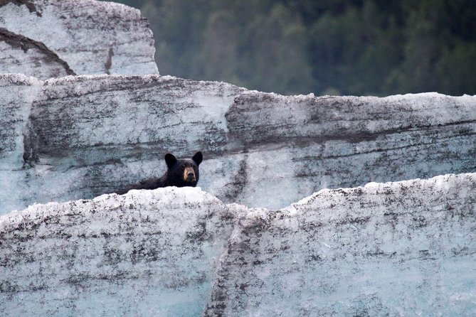 Bears, Trains & Icebergs Tour - Departures and Duration