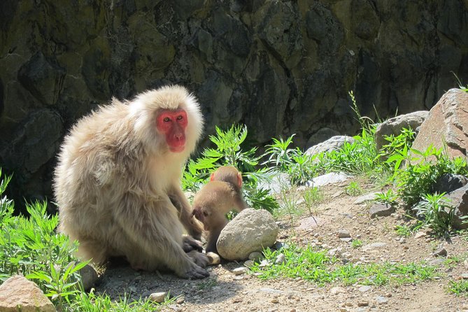 Explore Jigokudani Snow Monkey Park With a Knowledgeable Local Guide - Meeting and Pickup Logistics