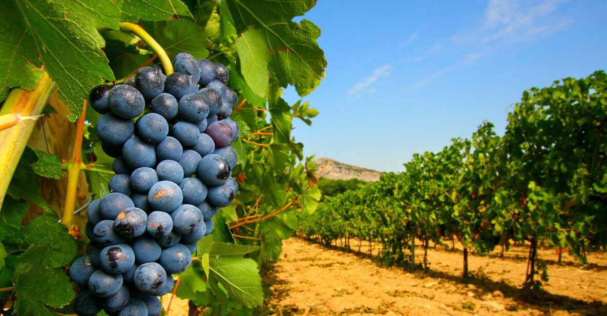 From Avignon: Half-Day Great Vineyards Tour - Wine Production and Grape Varieties