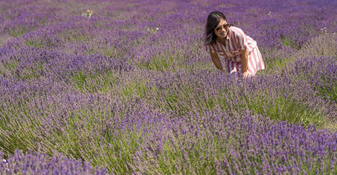 From Marseille: Lavender Full-Day Valensole - Inclusions