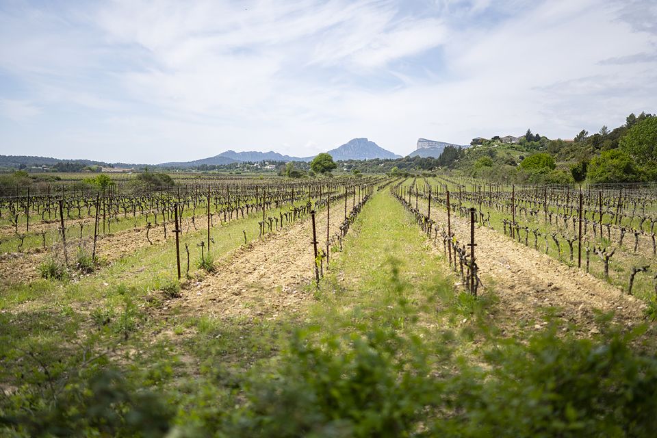 From Montpellier: Half-Day Vineyard & Pic Saint-Loup Tour - Vineyard Visits
