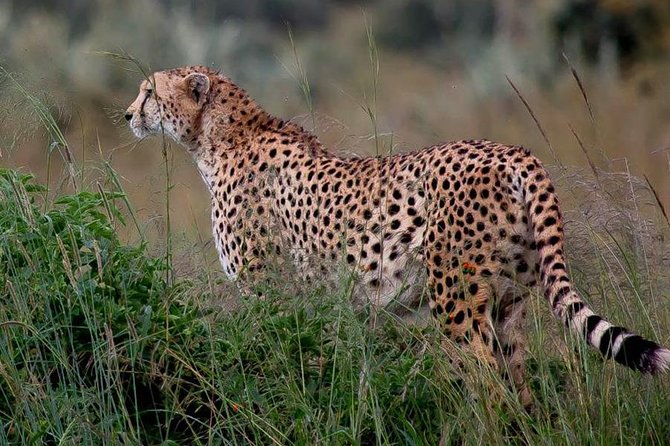 Half-Day Nairobi National Park Safari From Nairobi With Free Pickup - Pricing and Cancellation Policy