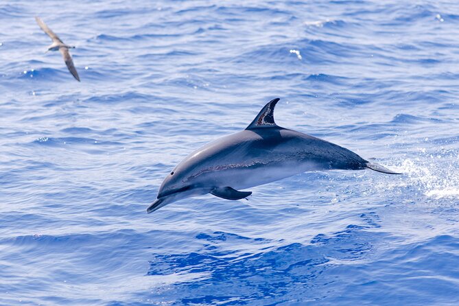 Madeira Dolphin & Whale Watching Tour - Wildlife Observation Experience