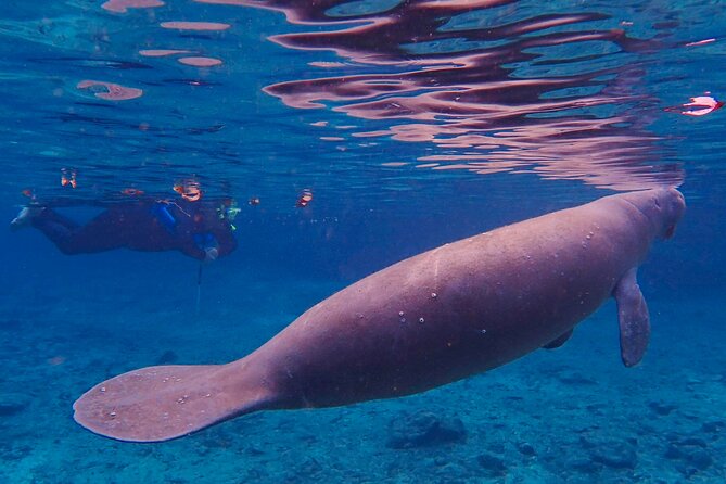 Manatee Snorkel Tour From American Pro Diving Center - Meeting Point and Pickup