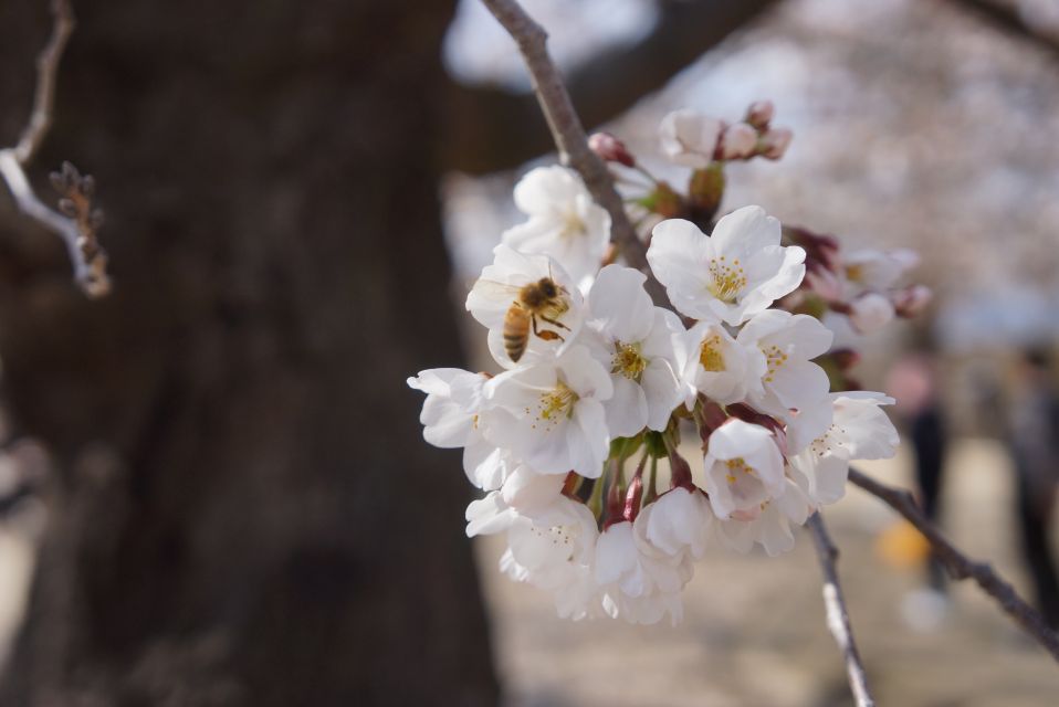Nagano: 1-Day Snow Monkey & Cherry Blossom Tour in Spring - Inclusions and Exclusions