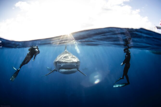 Open Water Shark Dive - Weather and Accessibility Considerations