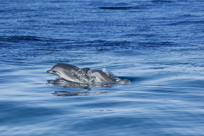Portimão: Embark on Nature•Benagil and Dolphins•Biologist on Board - Cancellation Policy