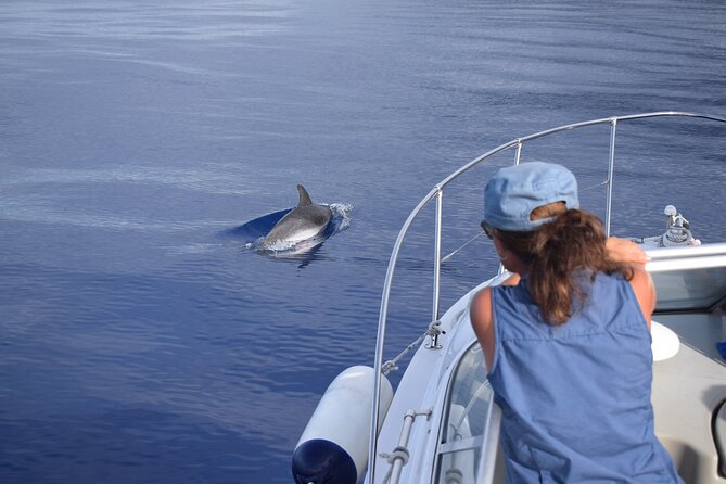 Private Dolphin and Whale Watching Tour in Madeira - Experience