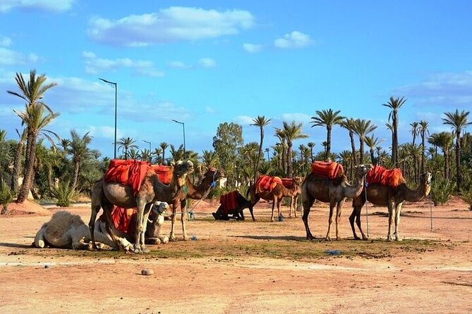 Private Marrakech Day Trip From Casablanca With Free Camel Ride - Camel Ride Experience