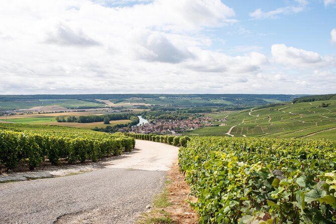 Reims Afternoon Tour Champagne and Family Growers - Champagne Tasting Highlights