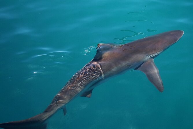 Shark Cage Diving and Viewing With Transport From Cape Town - Inclusions and Exclusions