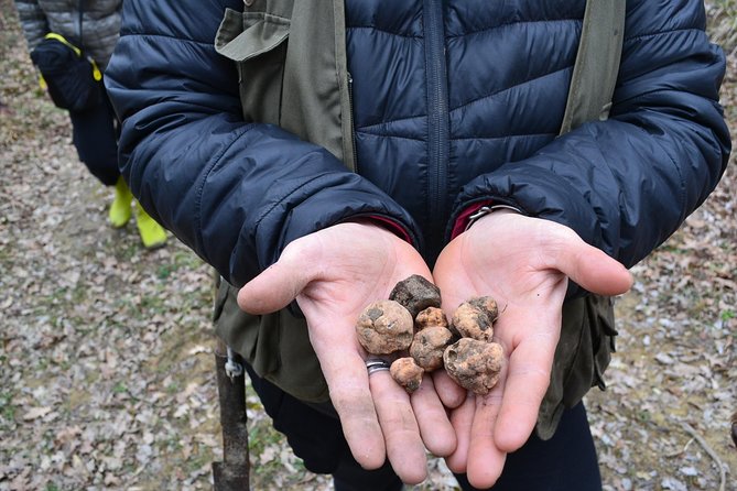 Truffle Hunting Experience With Lunch in San Miniato - Truffle Tasting and Lunch
