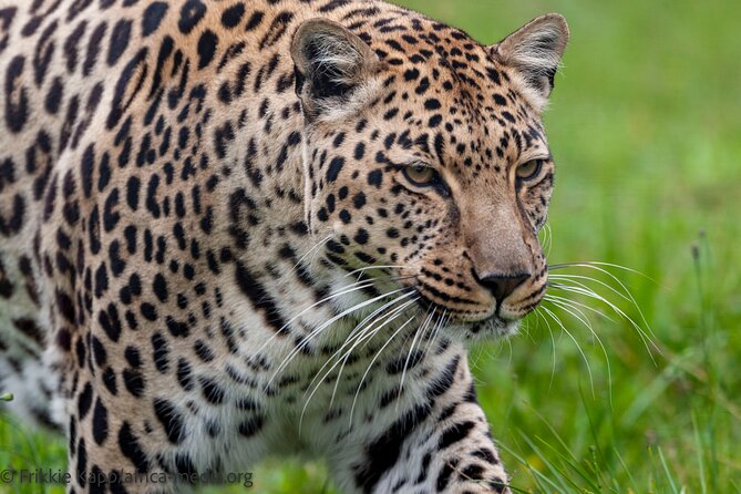 Wild Cat Experience Tour - What to Expect on the Tour