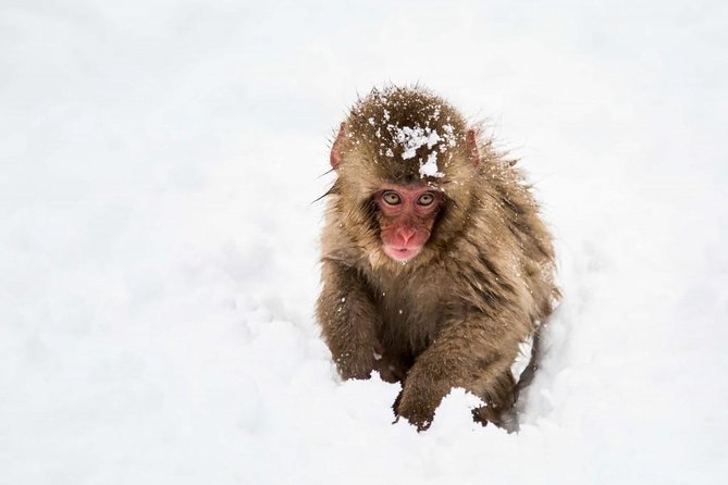 1-Day Snow Monkeys, Zenko-ji Temple & Sake in Nagano - Lunch and Dietary Considerations