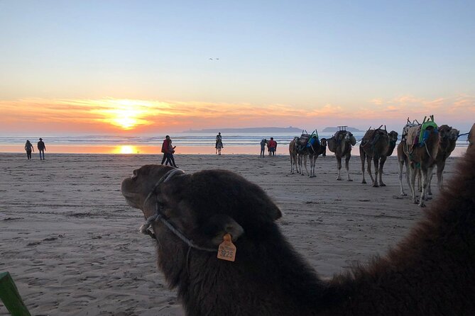 3-Hour Camel Ride at Sunset - Cancellation Policy