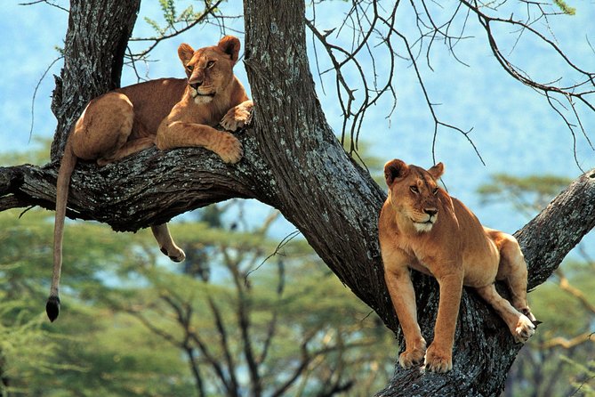 4 Days Tarangire, Serengeti & Ngorongoro Crater Joining Group Safari Tour - Additional Information