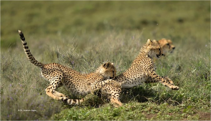 6 Days-The Best of Tanzania Safari - Included Activities and Exclusions