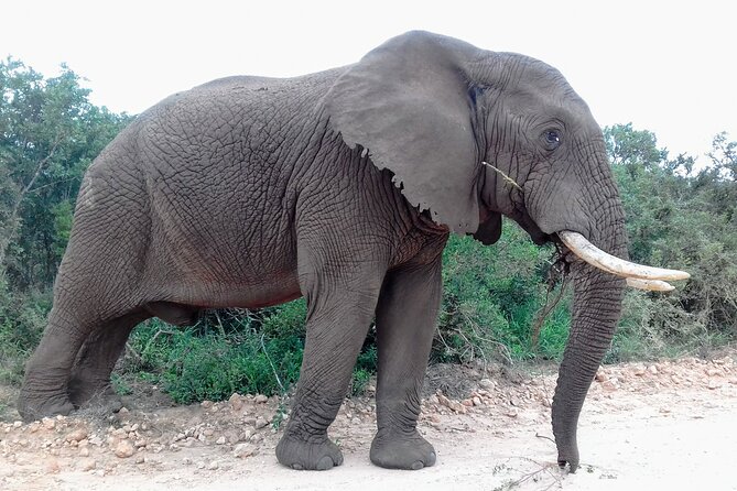 Addo Elephant National Park Full Day Safari - Reviews and Accessibility