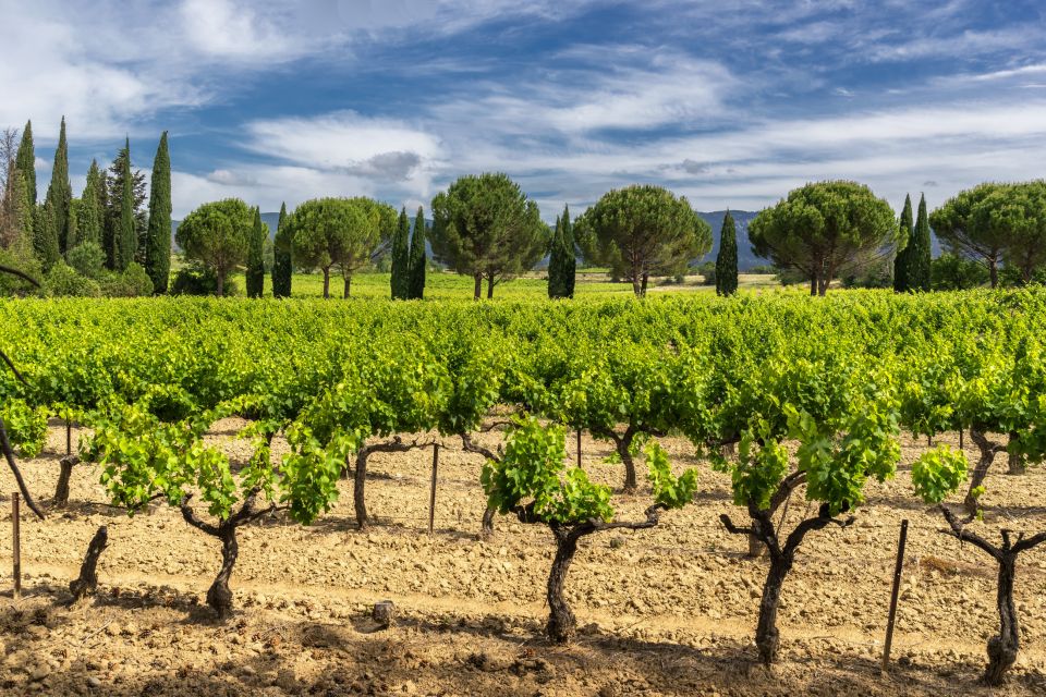 Aix-en-Provence: Half-Day Wine Tour - Return to Starting Point