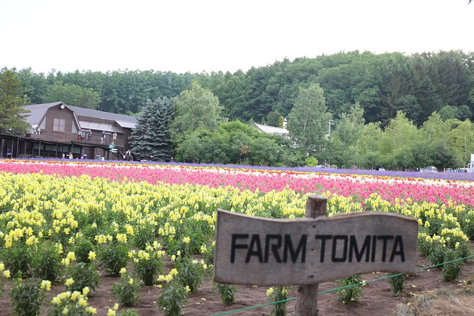 Asahiyama Zoo, Blue Pond, Farm Tomita, Ningle Terrace (from Sapporo) - Farm Tomita