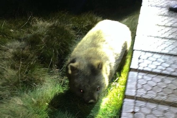 Cradle Mountain Wildlife Spotting After Dark