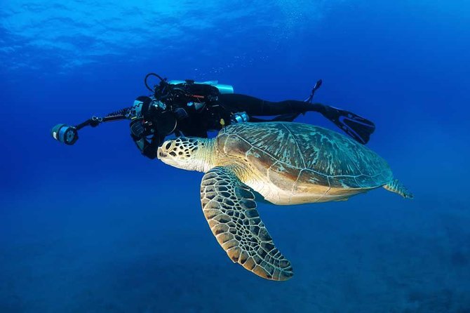 DISCOVER Scuba Diving Experience in Honolulu - Exploring Hawaiis Famous Reefs