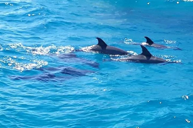 Dolphin Tour in Hurghada - Cancellation Policy